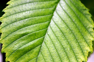 Extreme close up background texture of backlit green leaf veins