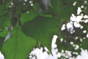 looking upwards to rainforest canopy,green leaves, branches and ferns create shapes and patterns against the light background of the sky shining through the leaves, vivd green colours
