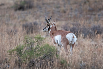 American antelope, prong buck, pronghorn antelope, prairie antelope,  antelope, pronghorn, antilocapra americana, Yellowstone national park