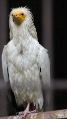oiseau