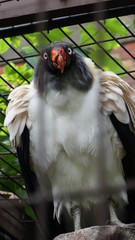 oiseau