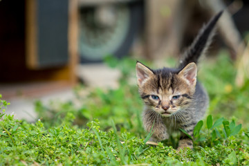 The little kitten is walking through the grassy yard