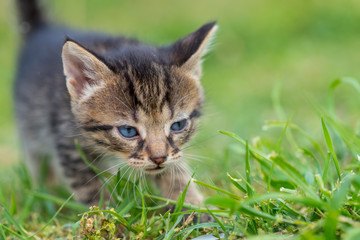 The little kitten is walking through the grassy yard