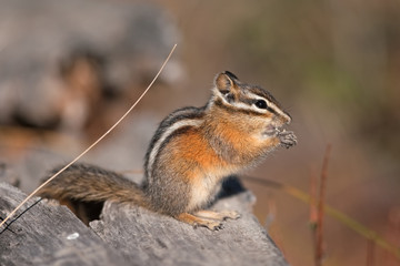 Least chipmunk, neotamias minimus, Yellowstone national park, squirrel