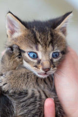 Fototapeta premium Little kitten in the hands of a young woman