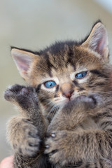 Little kitten in the hands of a young woman