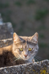 Big gray cat lying on the stairs