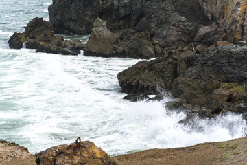 Naklejka premium Spring Impressions from the Lands End in Golden Gate Recreation Area in San Francisco