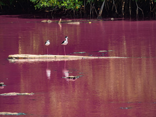  Pink ALGAE LAKE views around the Caribbean island of Curacao