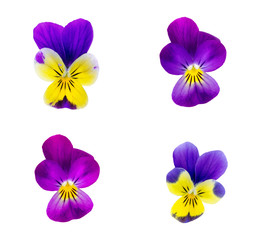 Plakat bright colorful pansies isolated on white. violet flowers close up