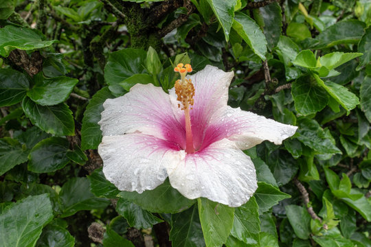 red flower in the garden