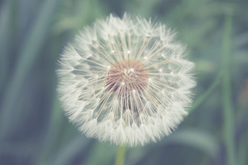 Dandelion seeds in the grass blowing through the fresh green morning