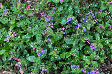 Spring flowers as background