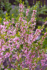 Pink colored flowers on branches in garden