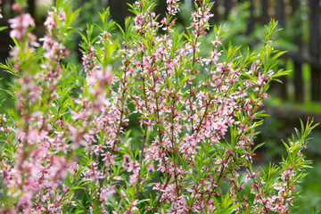Pink colored flowers on branches in garden