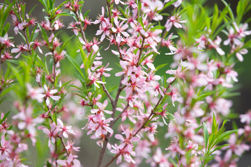 Pink colored flowers on branches in garden