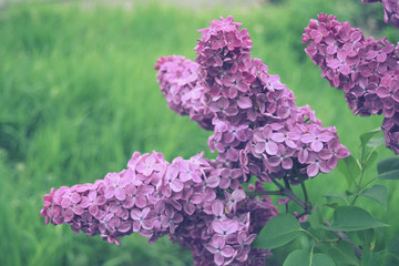 Blossoming branch of violet lilac flower. Spring nature