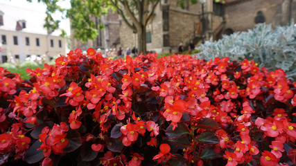 Flowers in Freyburg Germany