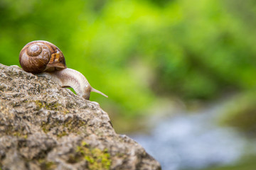 Snail on the stone next to the stream in the forest