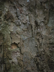 Tree wood brown texture close-up