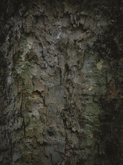 Tree wood brown texture close-up