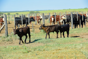 Cows raised with natural grass, Argentine meat production