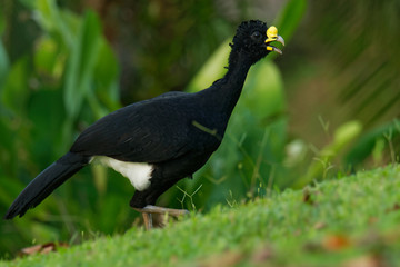 Great Curassow - Crax rubra large, pheasant-like bird from the Neotropical rainforests, from Mexico, through Central America to western Colombia