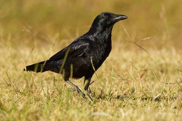 Australian Raven - Corvus coronoides passerine bird in the genus Corvus native to much of southern...