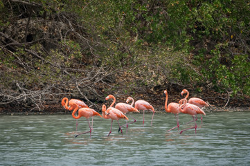 Flamingo  views around the Caribbean island of Curacao