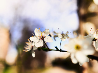 flowers of cherry tree