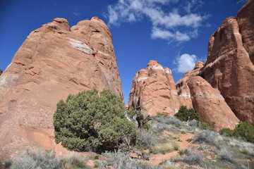 Fototapeta premium Arches National Park, Utah. U.S.A. Beautiful pinyon and juniper pine trees