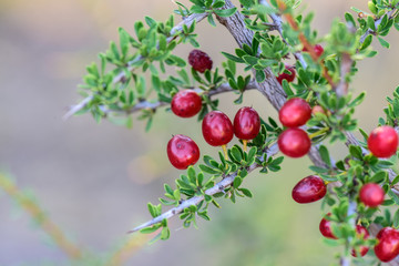 Obraz premium Red Wild fruits,called piquillin, in Patagonia Forest, Argentina