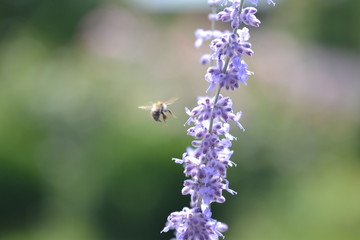 bee on flower