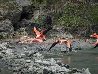 Flamingo  views around the Caribbean island of Curacao