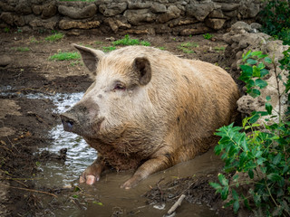 WIld Pigs of Curacao