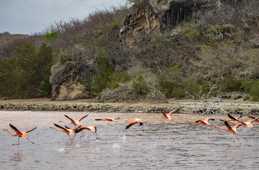 Flamingo  views around the Caribbean island of Curacao