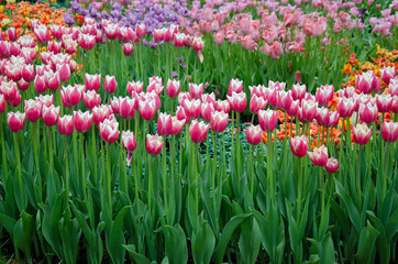 Fototapeta premium tulips, bright beautiful color, bloom in the garden in the open field