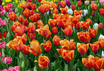 tulips, bright beautiful color, bloom in the garden in the open field