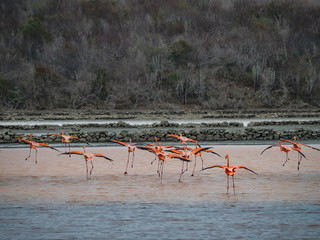 Flamingo  views around the Caribbean island of Curacao