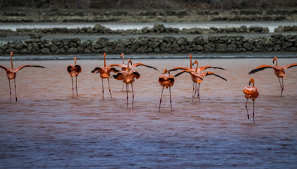 Fototapeta premium Flamingo views around the Caribbean island of Curacao