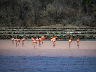 Fototapeta premium Flamingo views around the Caribbean island of Curacao