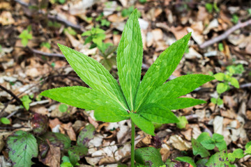 Close up detail green leaf in the garden, green concept