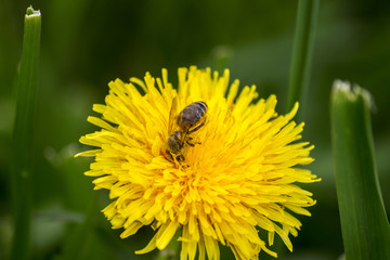 Spring single daisy yellow flower and bee