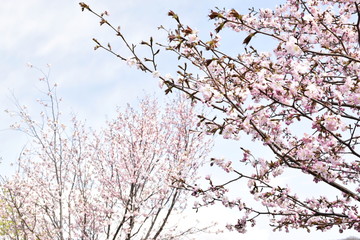 桜の木立と空