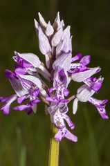 orchidea spontanea 