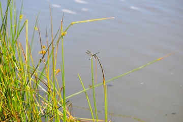 Dragonfly resting on the reeds at lake's edge.