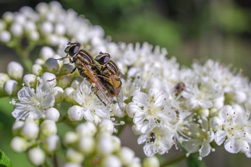 fly love story