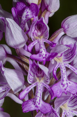 orchidea spontanea 