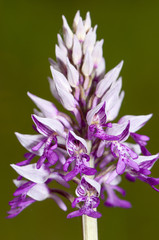 orchidea spontanea 