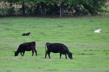 Two black beef cows graze in a green pasture with their calves resting nearby.